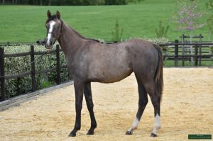 découvrez l'histoire émouvante d'un cheval sauvé à thouars grâce à l'intervention rapide des secours et des associations locales. un récit de courage et de solidarité.