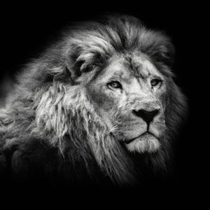 découvrez la majesté et la puissance de la lionne, symbole de force, d’élégance et de protection dans la savane africaine.