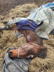 découvrez comment agir et porter secours à un cheval victime d'un accident. conseils de sauvetage, gestes d'urgence et précautions essentielles pour assurer la sécurité et le bien-être de l'animal.