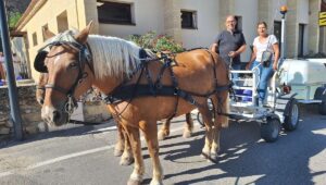 découvrez le départ des chevaux de takh du causse méjean vers l'espagne, une migration exceptionnelle empreinte de tradition et de nature.