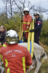 découvrez l'intervention impressionnante des pompiers de la marne lors du sauvetage d'un cheval en détresse.