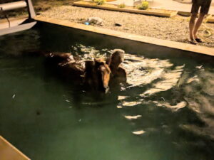 deux équidés, un cheval et un poney, ont été secourus d'une piscine à estourmel, évitant ainsi un accident potentiel. découvrez les détails de ce sauvetage.