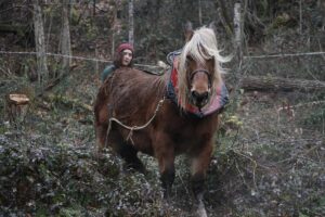 découvrez le débardage à cheval en dordogne, une méthode écologique et traditionnelle pour extraire le bois en harmonie avec la nature.