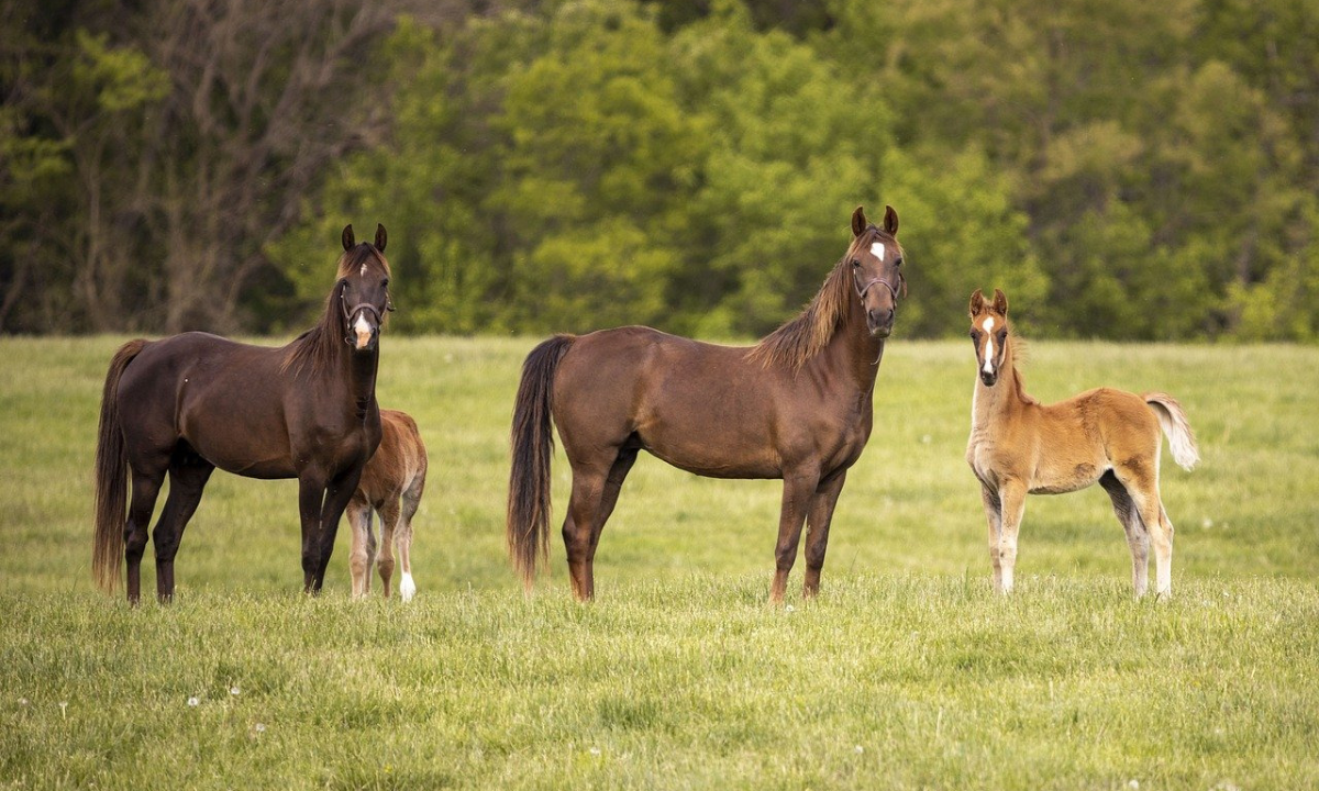 découvrez la filière équine en normandie, auvergne-rhône-alpes et grand-est : unies pour promouvoir l'excellence, l'innovation et le développement durable dans le secteur hippique français.