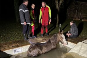 service de sauvetage et d'assistance aux chevaux en détresse dans le gard. intervention rapide et professionnelle pour assurer la sécurité et le bien-être des équidés.