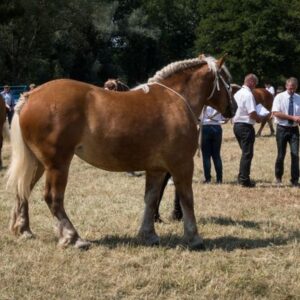 découvrez la présence des chevaux comtois au salon tandis que les montbéliardes sont absentes, un événement à ne pas manquer pour les passionnés d'équidés.