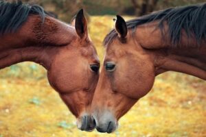 découvrez comment allier écologie et bien-être des chevaux grâce à des pratiques durables et respectueuses de l'environnement pour assurer une vie saine à vos équidés.