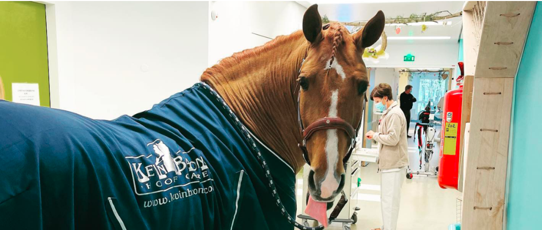 découvrez l'histoire de peyo, un cheval bienveillant qui accompagne avec douceur les soins palliatifs, offrant réconfort et apaisement aux patients.