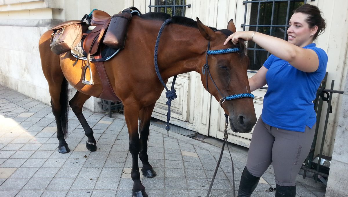 découvrez comment les pompiers du finistère ont secouru un cheval en détresse dans une opération impressionnante alliant courage et dévouement.