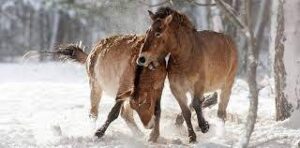 découvrez comment la zone interdite de tchernobyl est devenue un refuge naturel pour les chevaux de przewalski, un lieu unique où la faune sauvage prospère loin des activités humaines.